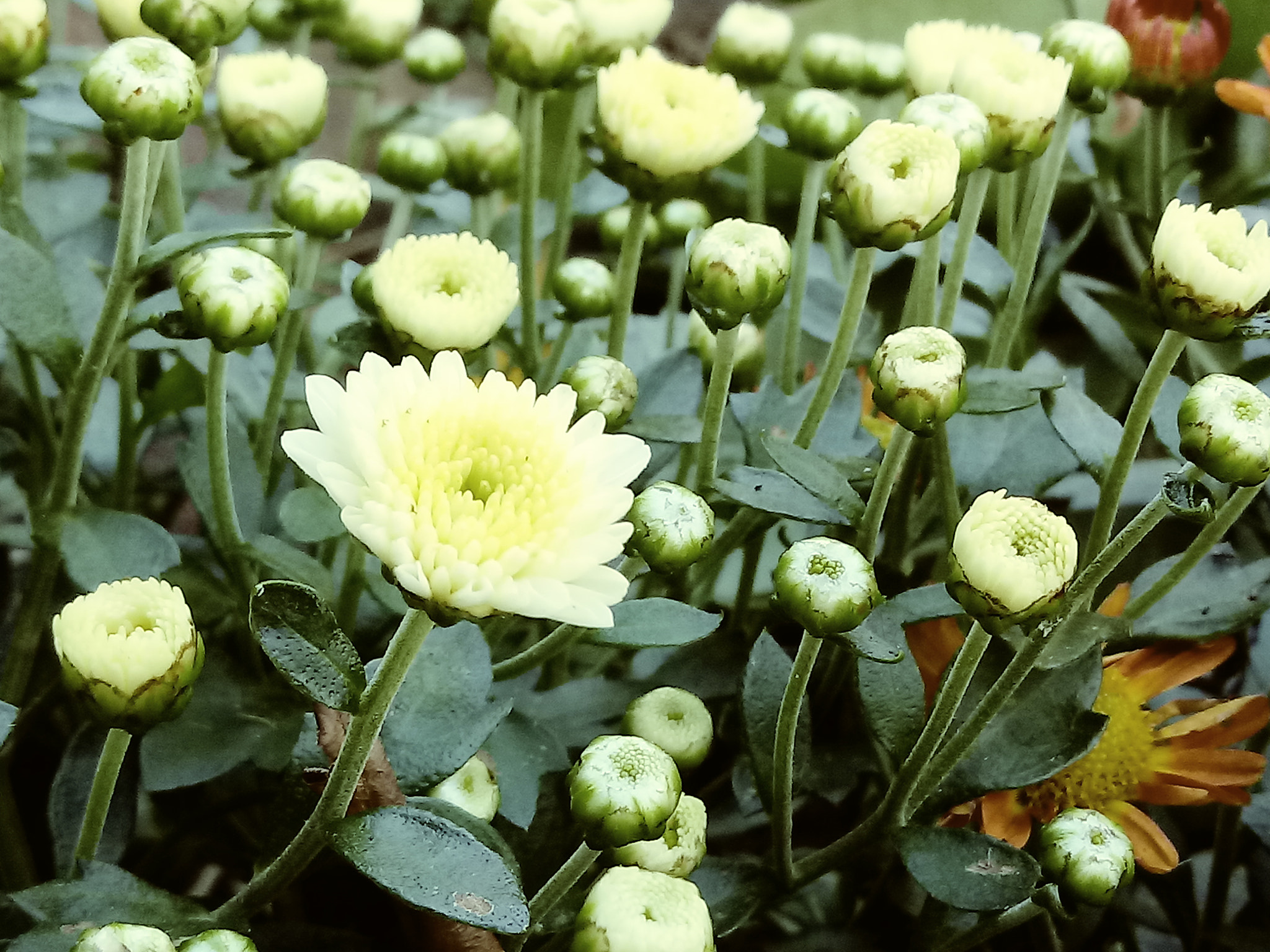 LG K10 (2017) sample photo