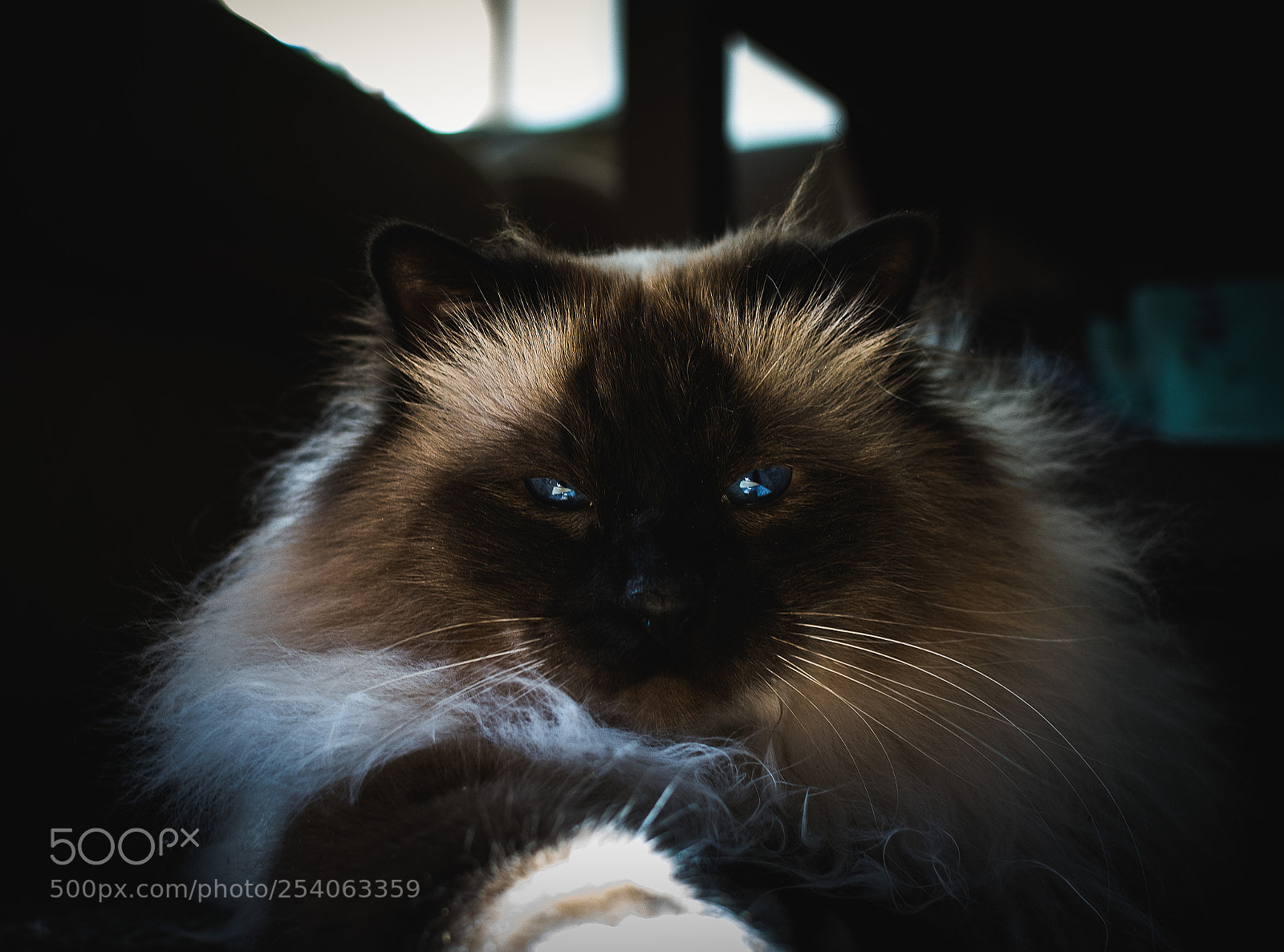 Nikon D5200 sample photo. The final boss photography