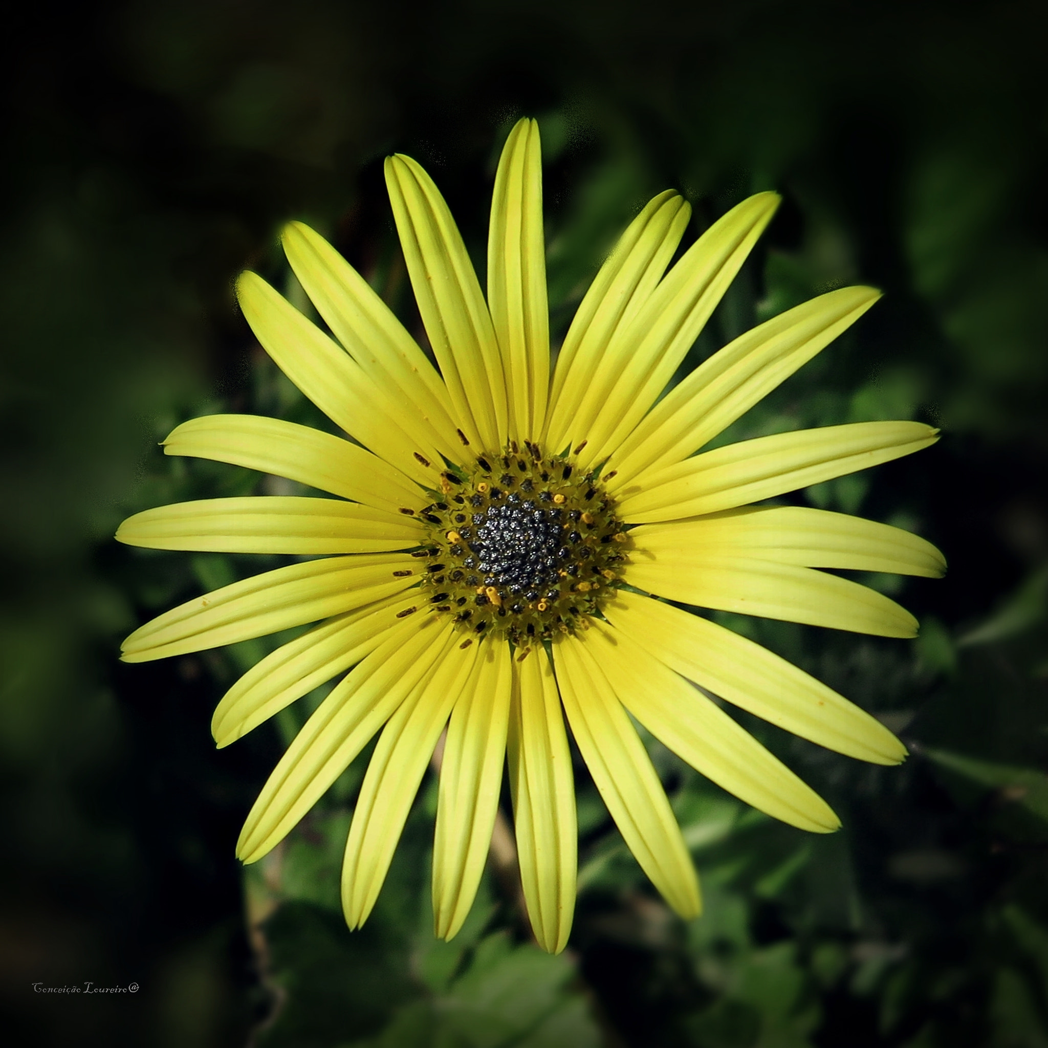 Canon PowerShot G1 X Mark II sample photo. Yellow daisy photography