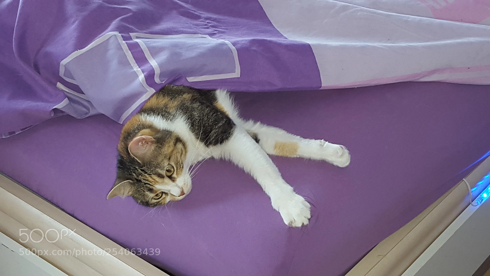 Samsung GALAXY S6 edge sample photo. Melusine hyper relax photography