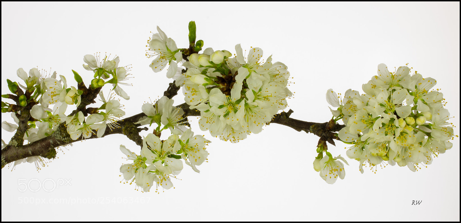 Canon EOS 7D sample photo. Spring blossom photography
