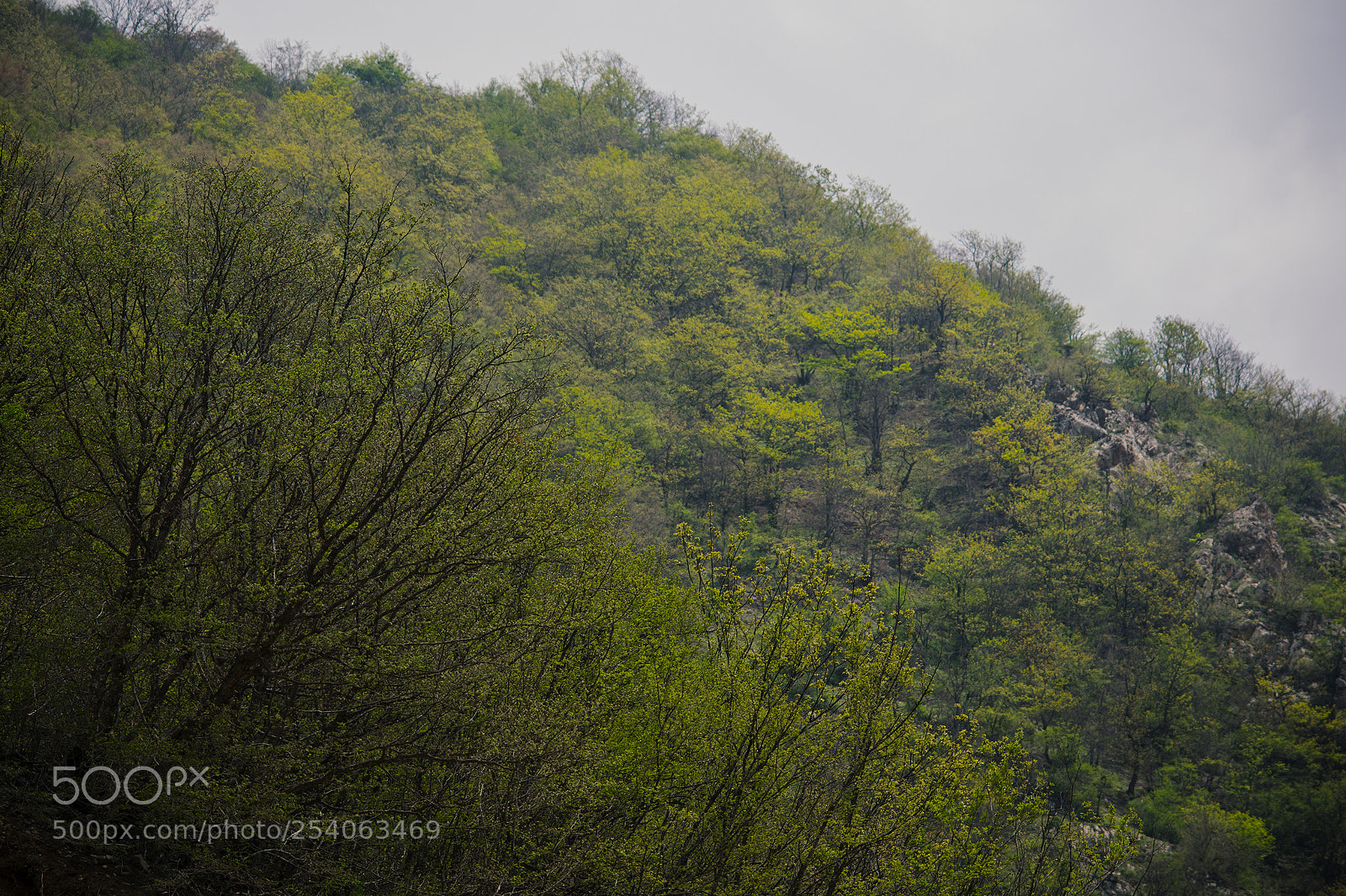 Nikon D3300 sample photo. Woods photography