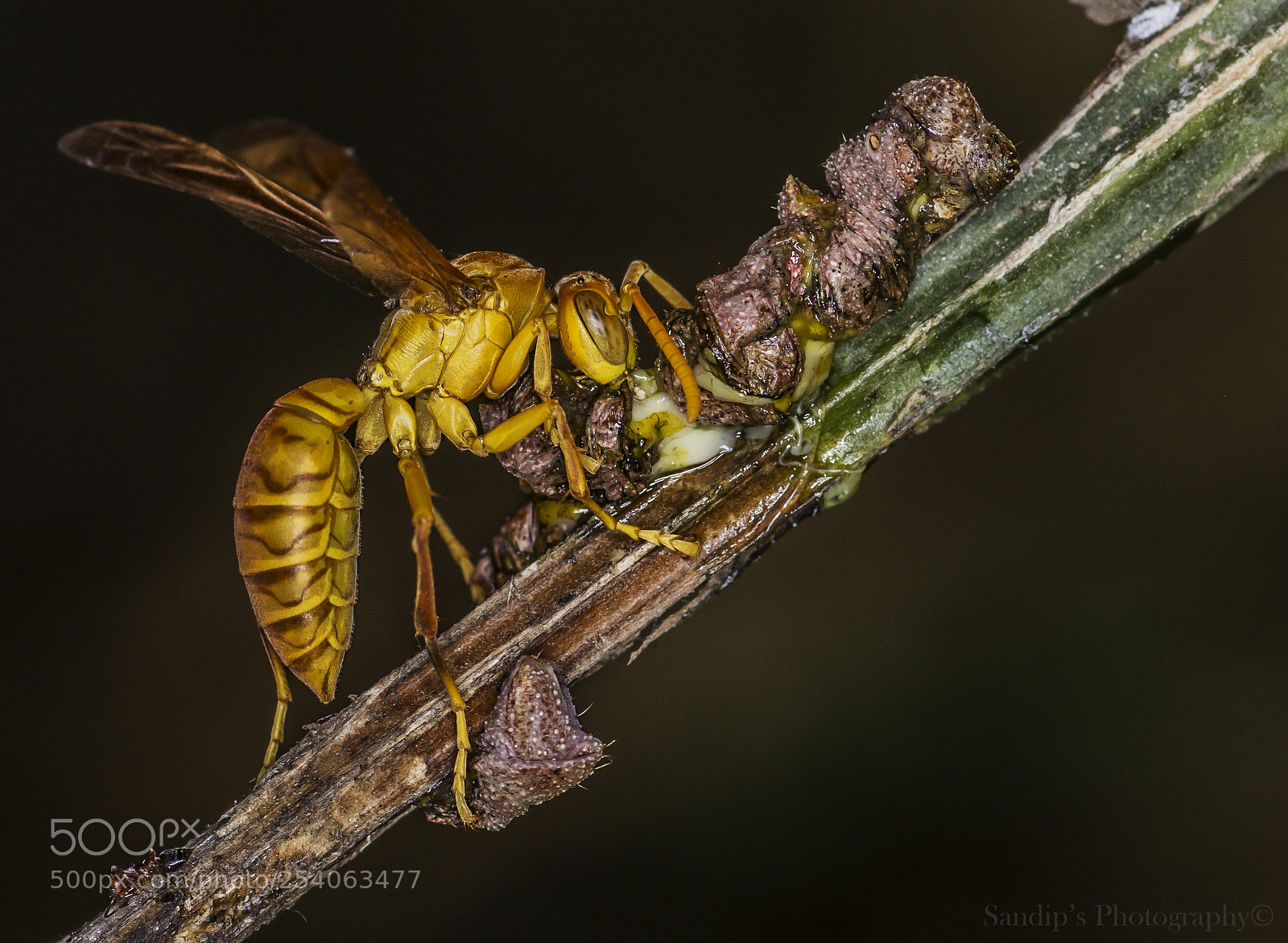 Canon EOS 600D (Rebel EOS T3i / EOS Kiss X5) sample photo. Tiger wasp feeding on photography