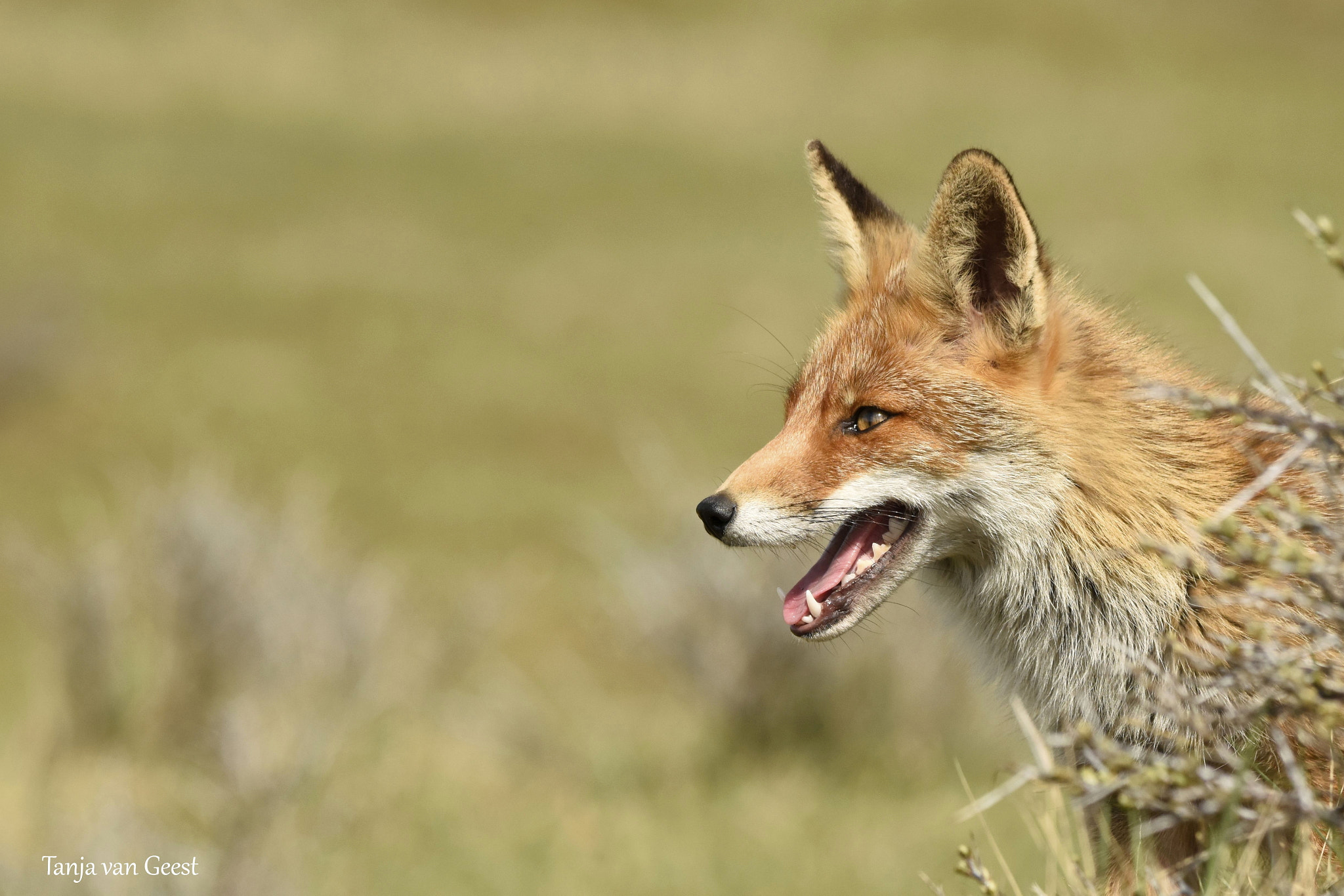 Sigma 150-600mm F5-6.3 DG OS HSM | C sample photo. Red fox photography