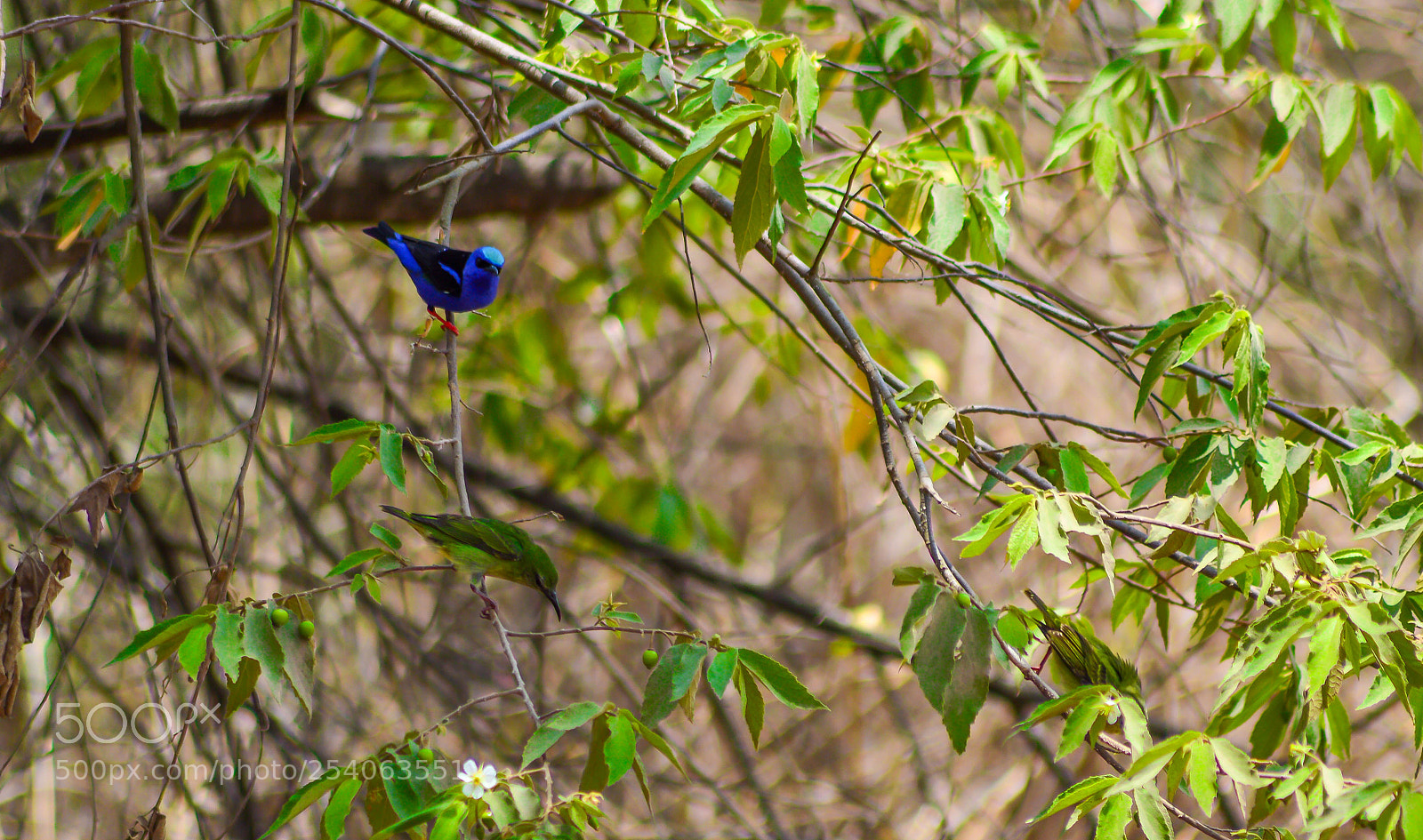 Nikon D3200 sample photo. Red legged honeycreeper cyanerpes photography