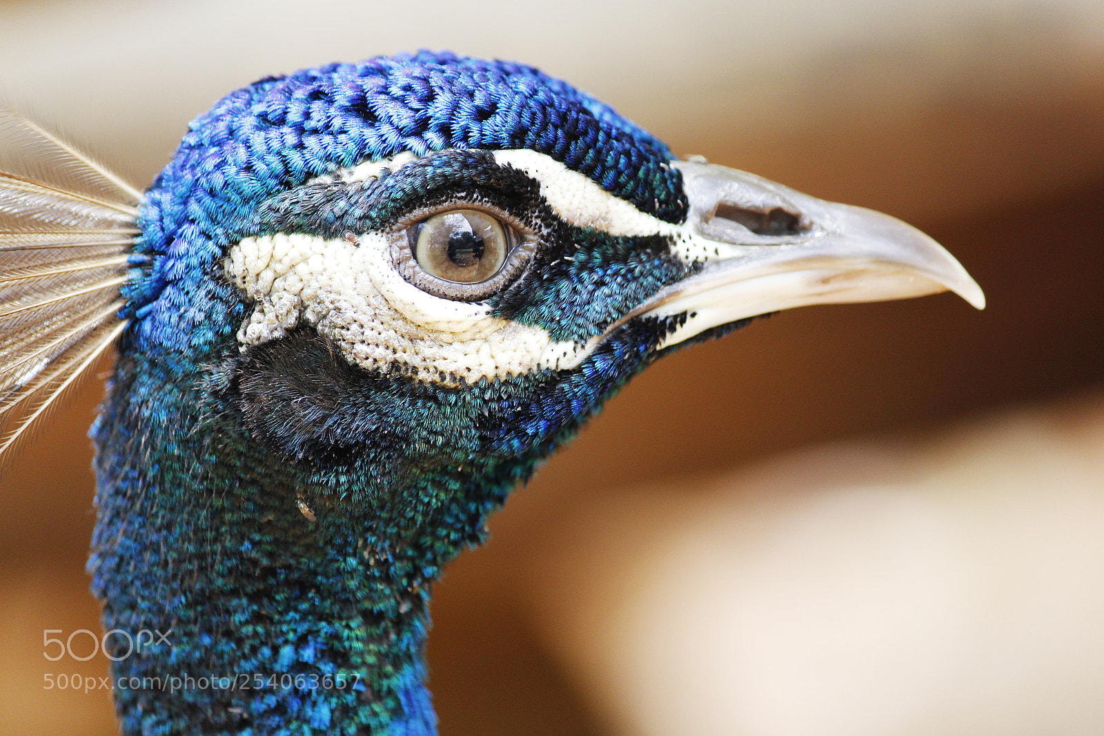 Canon EOS 700D (EOS Rebel T5i / EOS Kiss X7i) sample photo. Observing eye photography