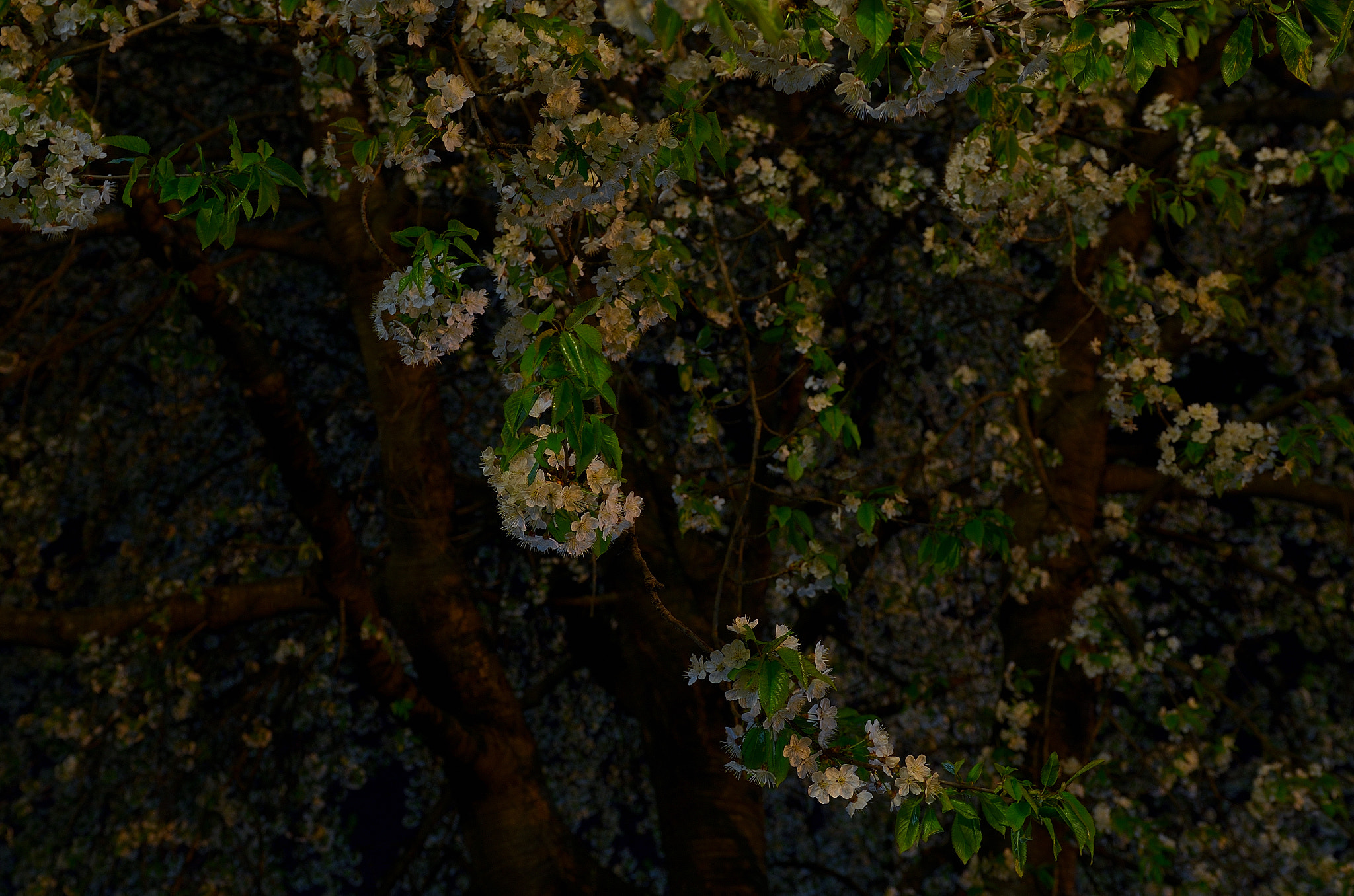 Nikon AF-S Nikkor 24-70mm F2.8G ED sample photo. Nik photography