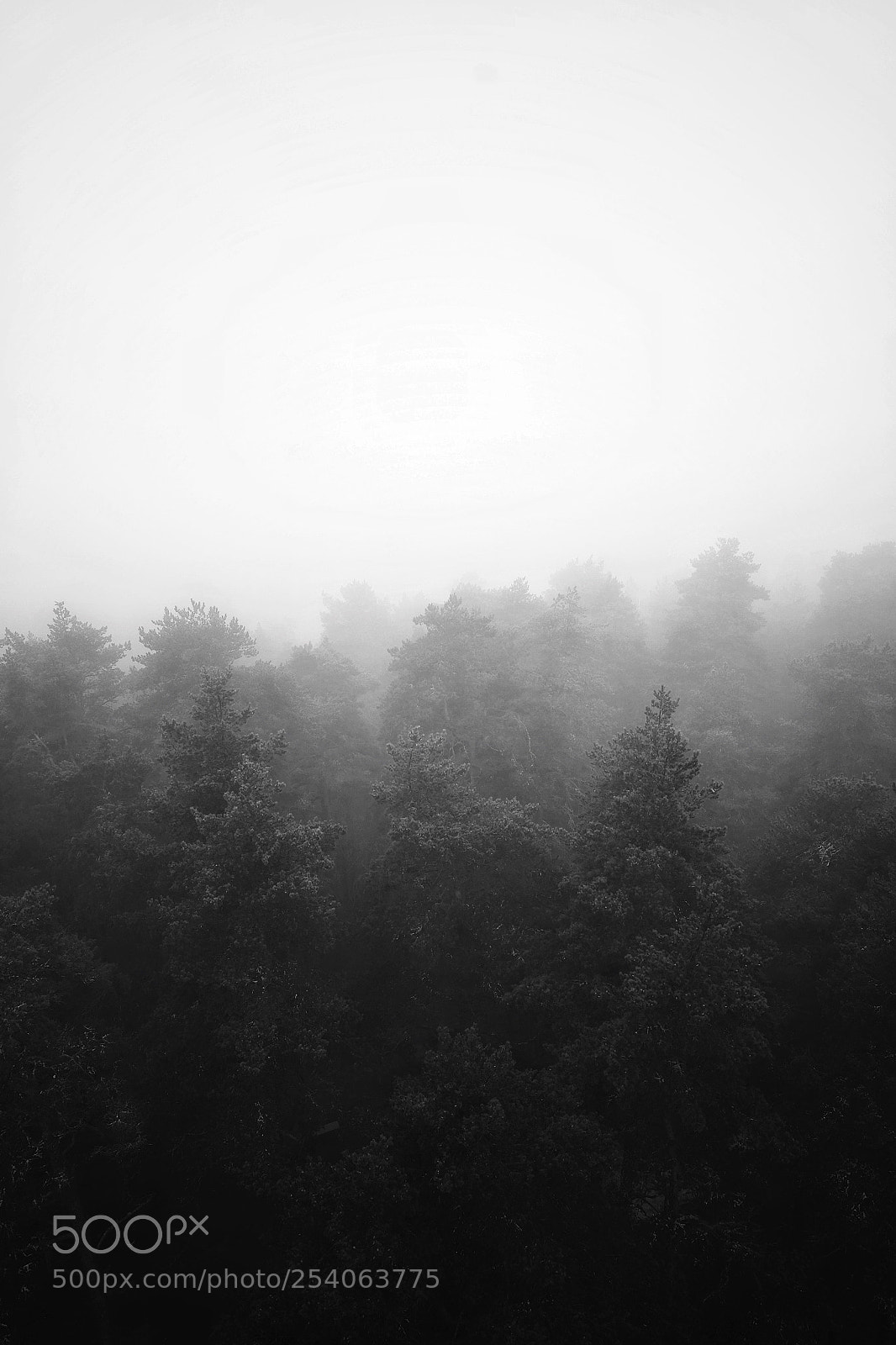 Fujifilm X-T1 sample photo. Fade to white photography