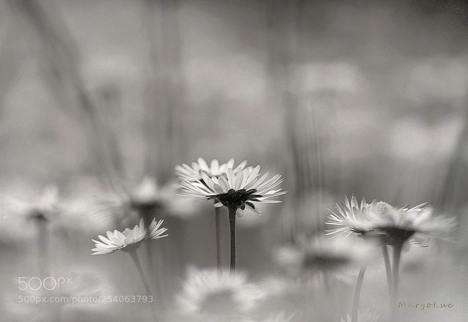 Panasonic Lumix DMC-FZ2500 (Lumix DMC-FZ2000) sample photo. Spring white harmony ... photography