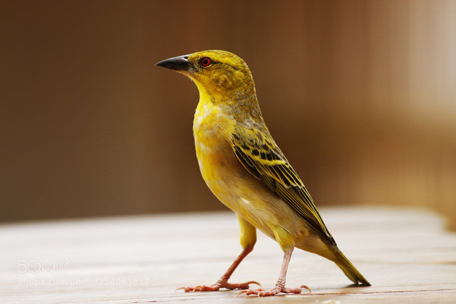 Canon EOS 700D (EOS Rebel T5i / EOS Kiss X7i) sample photo. A single bird photography