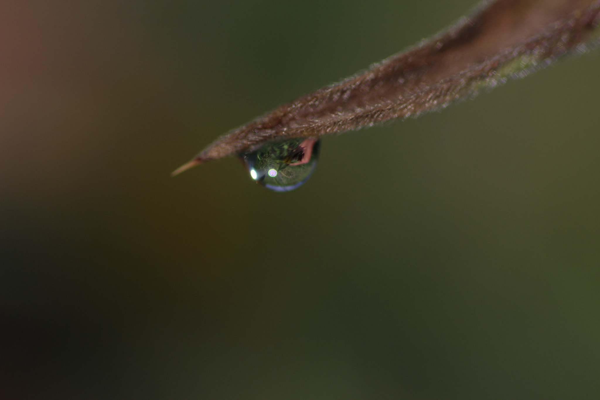 Canon EOS 600D (Rebel EOS T3i / EOS Kiss X5) + Tamron SP AF 90mm F2.8 Di Macro sample photo. Drop photography