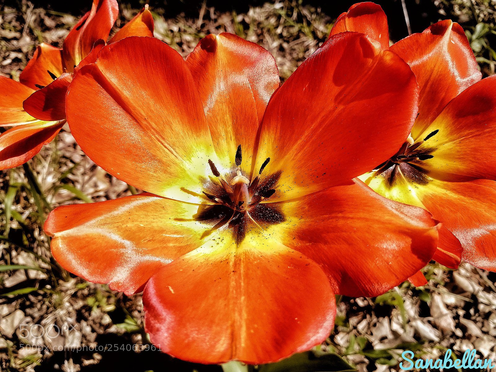 HUAWEI Honor 9 sample photo. Floral focus photography