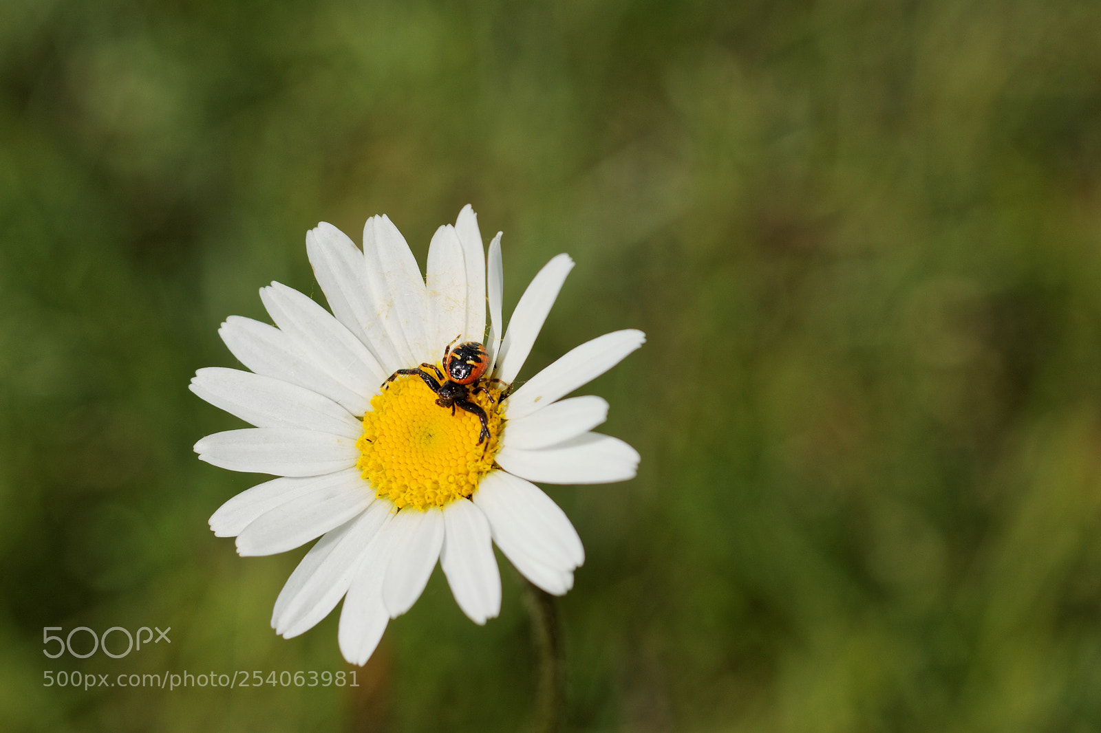 Canon EOS 70D + Canon EF 50mm F1.8 STM sample photo. Crab photography