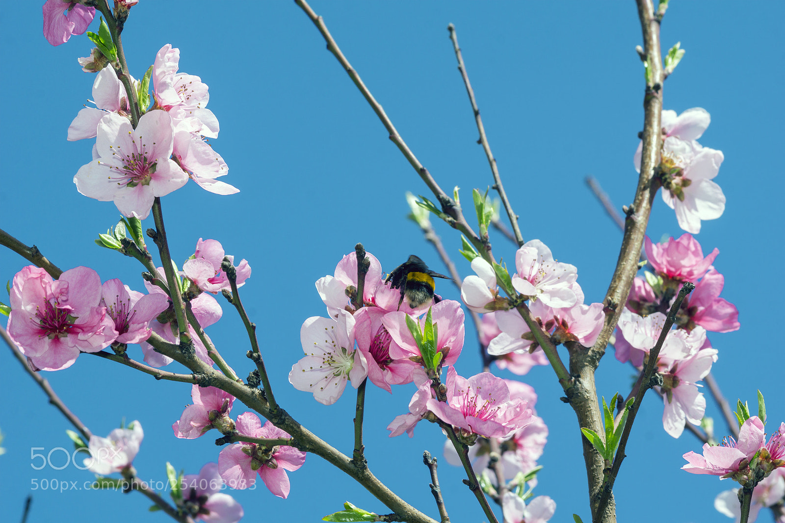 Sony a6000 sample photo. Spring perfume photography