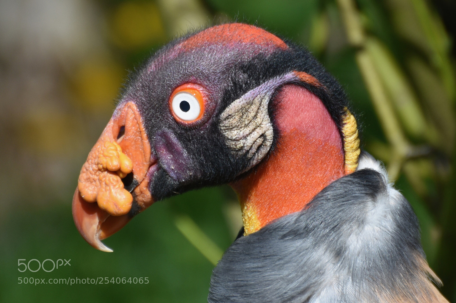 Nikon D7200 sample photo. Color explosion photography