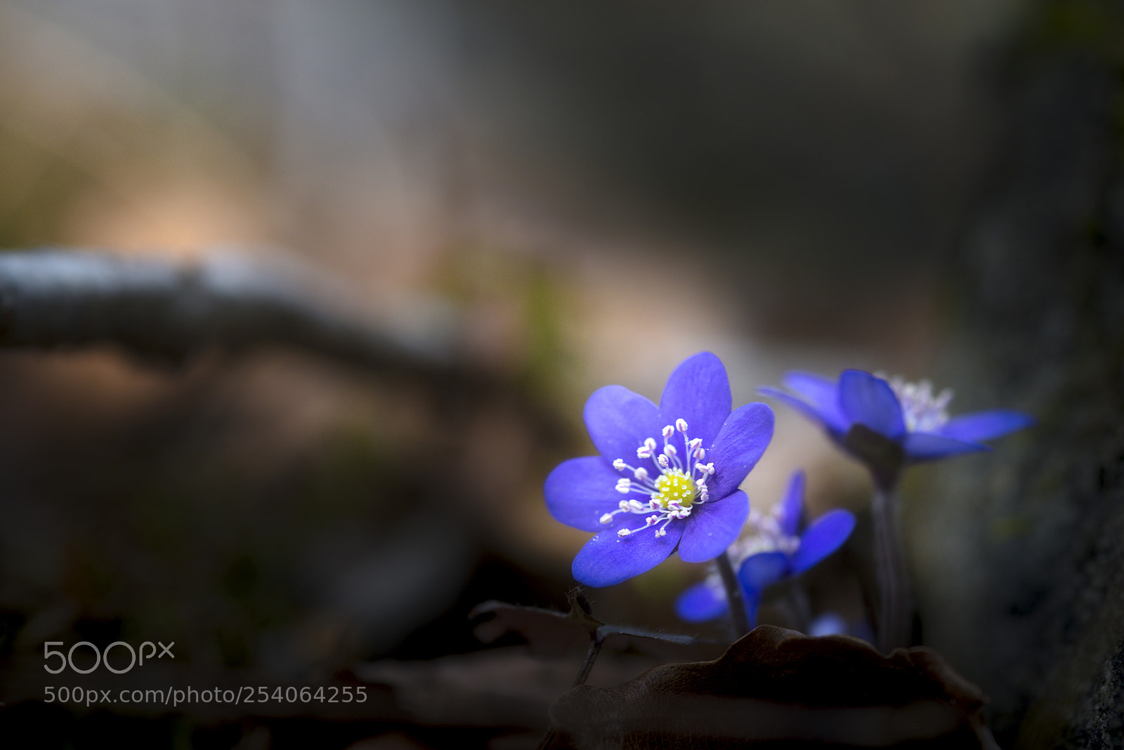 Nikon D800 sample photo. Springtime photography