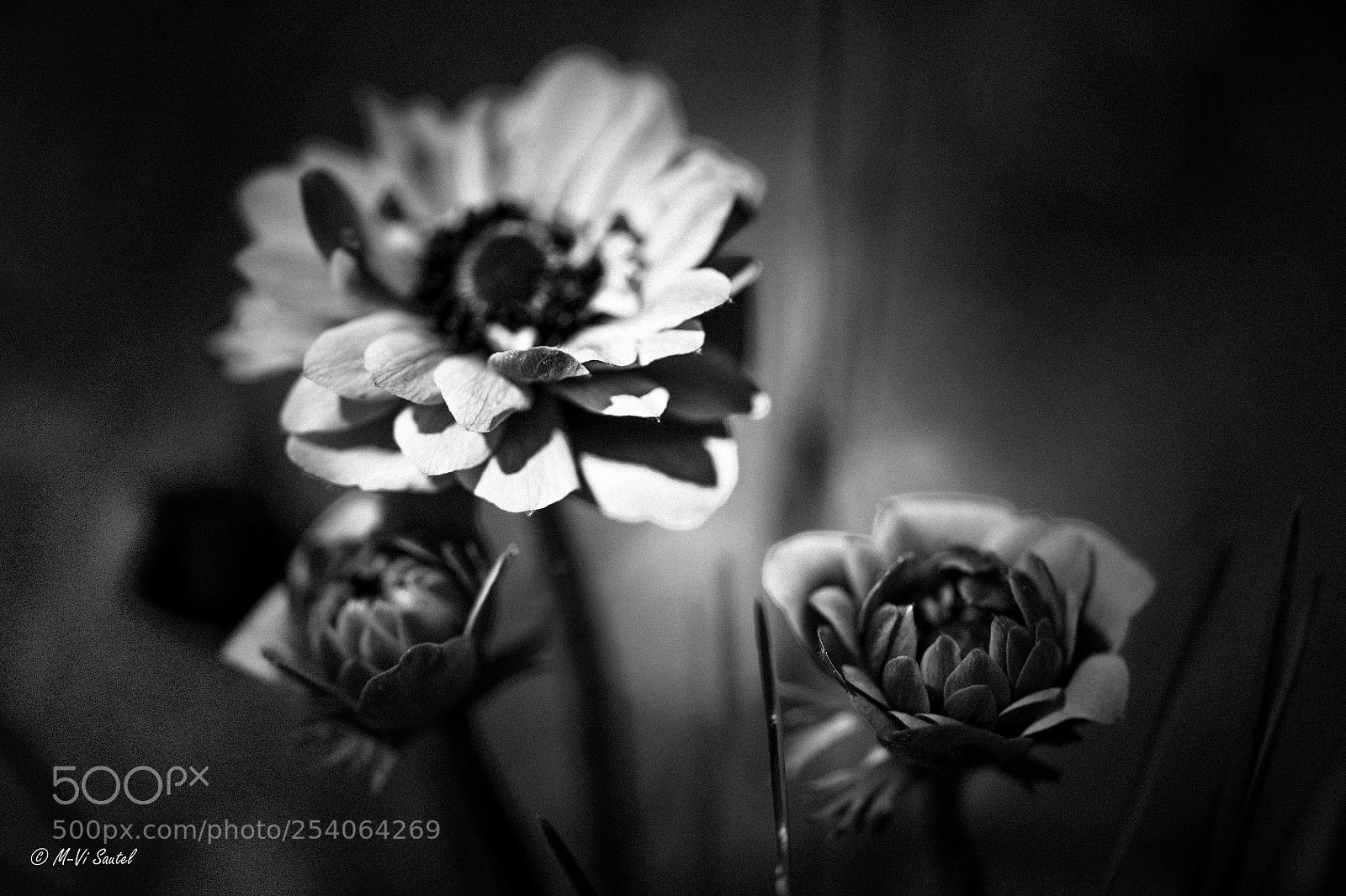 Nikon D700 sample photo. Art_1854-modifier photography