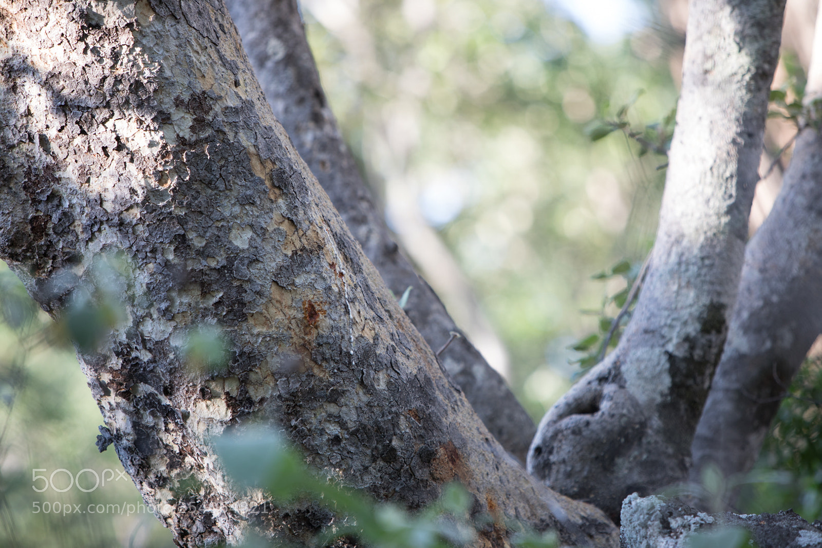 Canon EOS 5D Mark IV sample photo. Mb photography