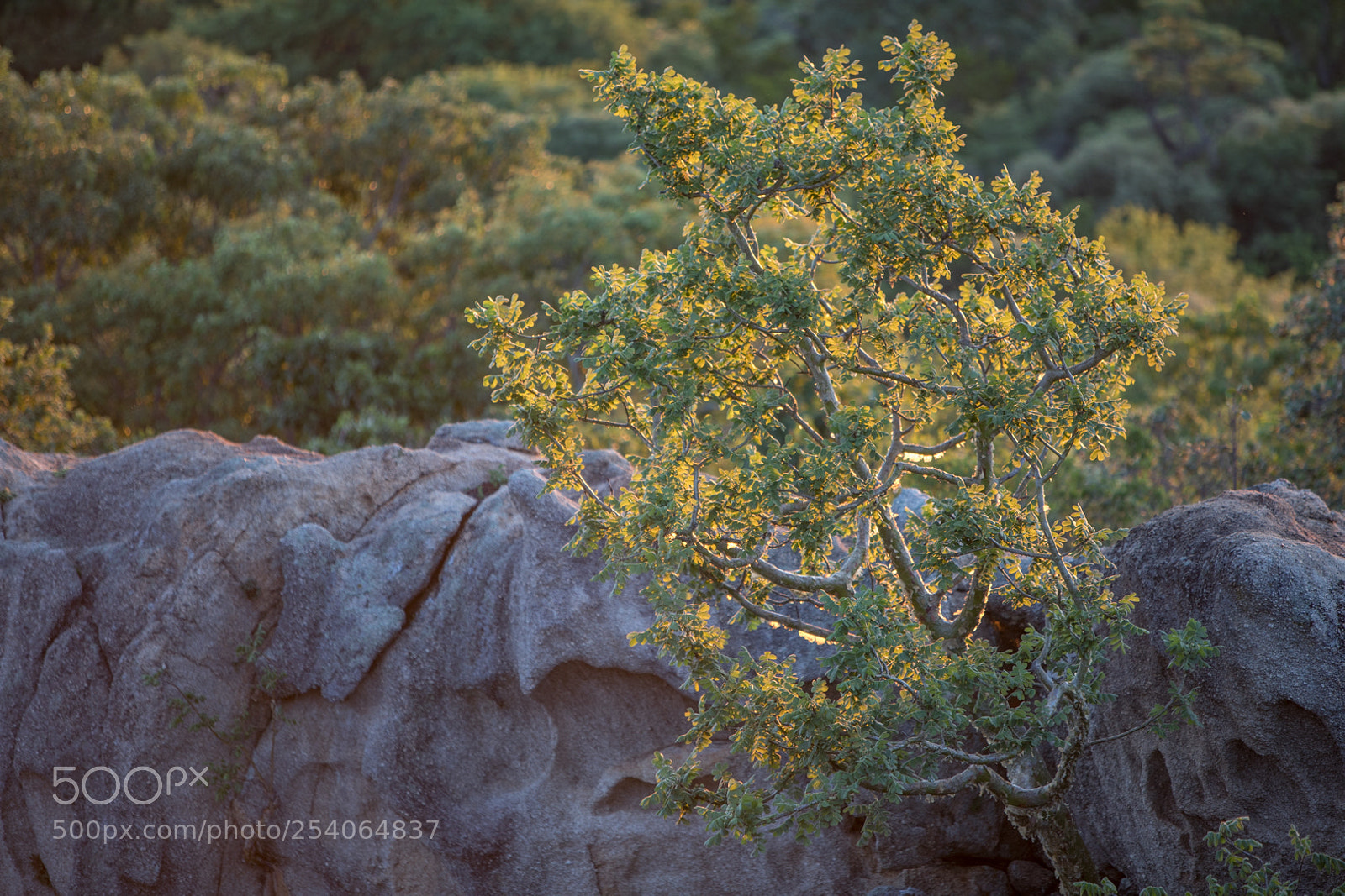 Canon EOS 5D Mark IV sample photo. Mb photography