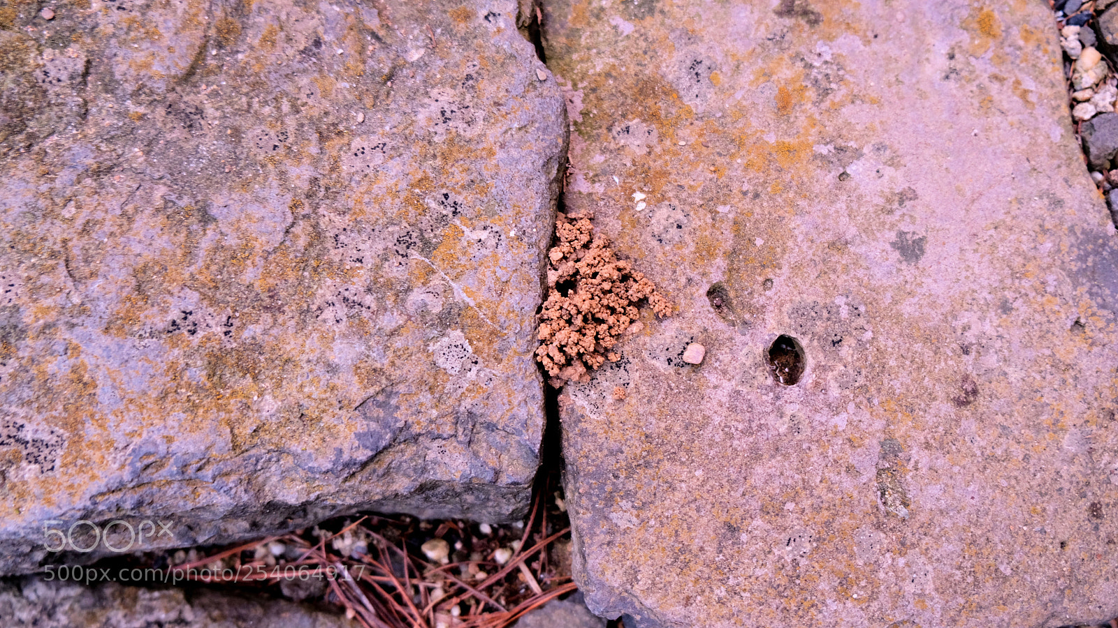 Fujifilm X-T20 sample photo. The first wildbee in photography