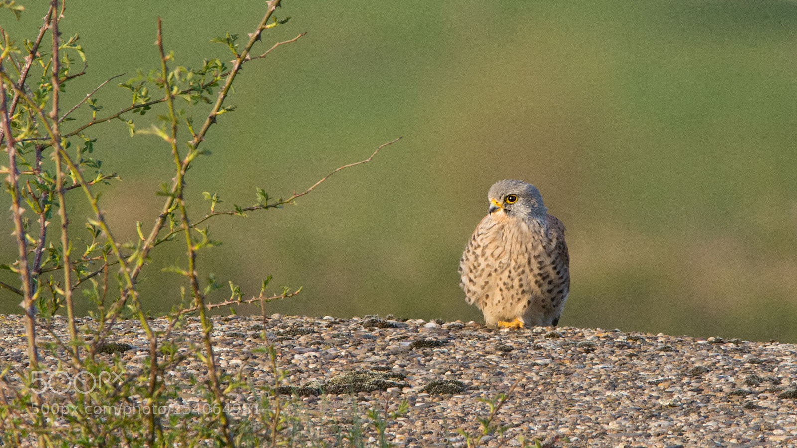 Nikon D7100 sample photo. A timid hunter photography