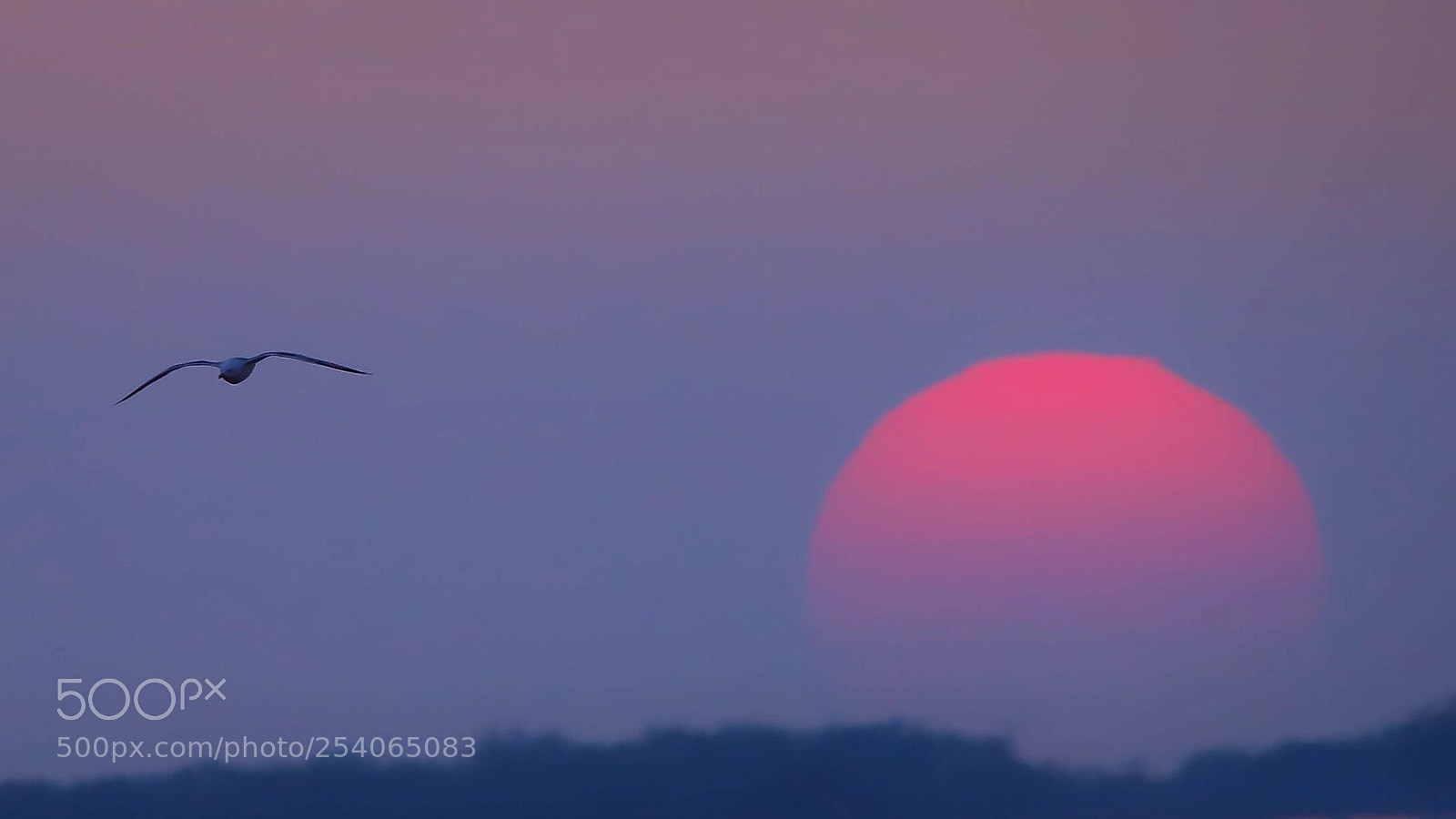 Canon EOS 6D Mark II sample photo. Ultime luci in natura photography