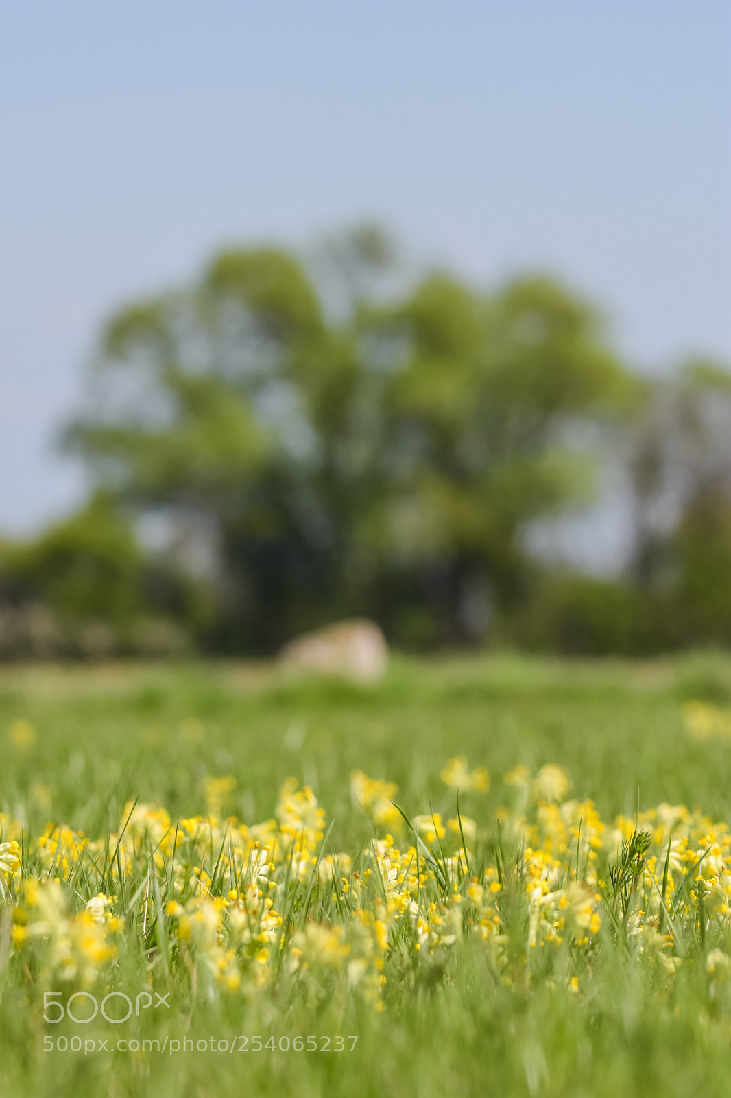 Nikon D7200 sample photo. 'cowslips (primula veris)' photography