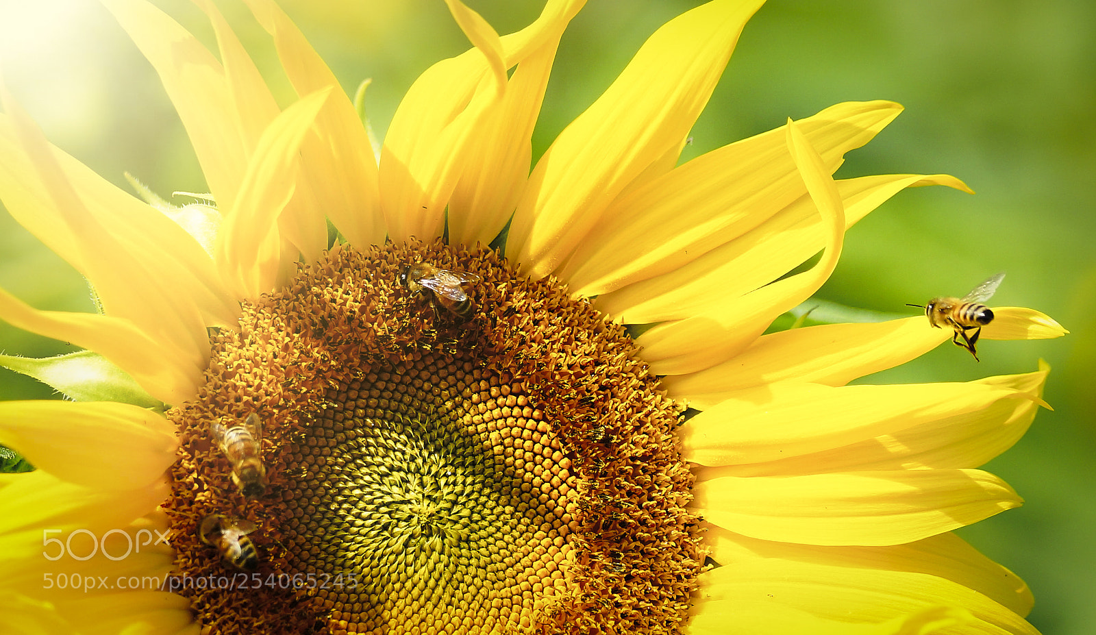 Sony SLT-A99V sample photo. 蜜蜂與向日葵 photography