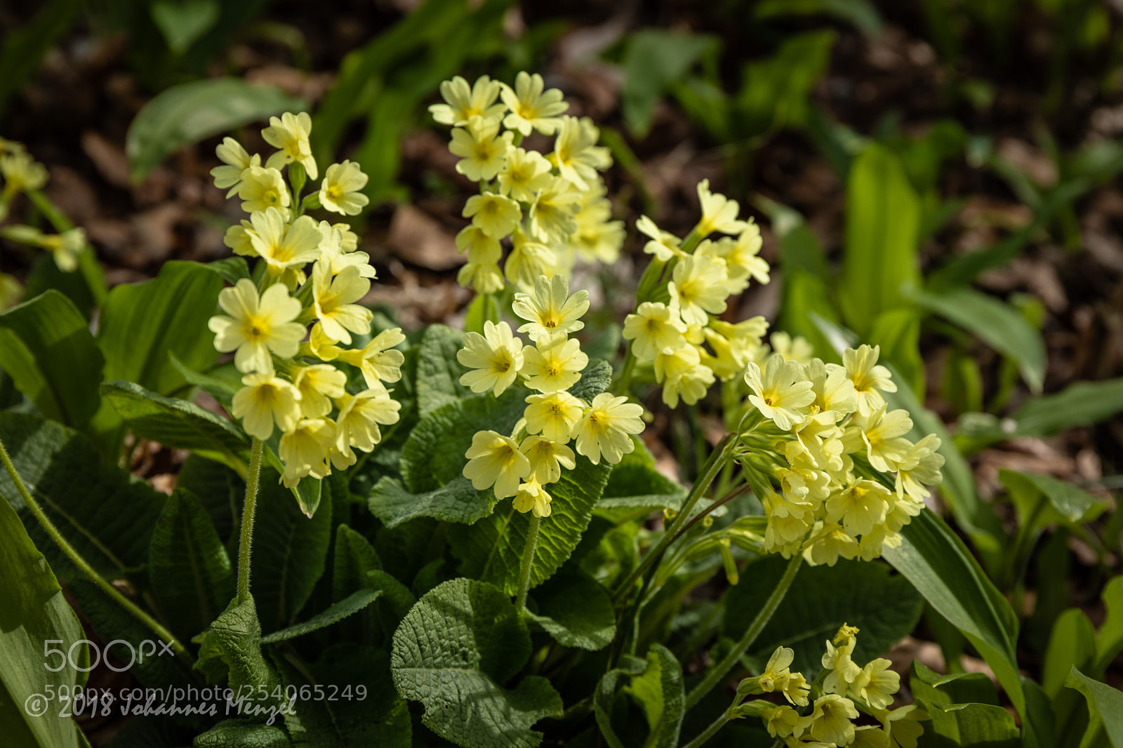 Canon EOS 5D Mark IV sample photo. Spring flowers photography