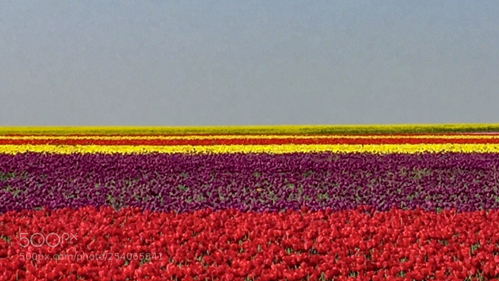 Apple iPhone 6 sample photo. Tulip fields konya t photography