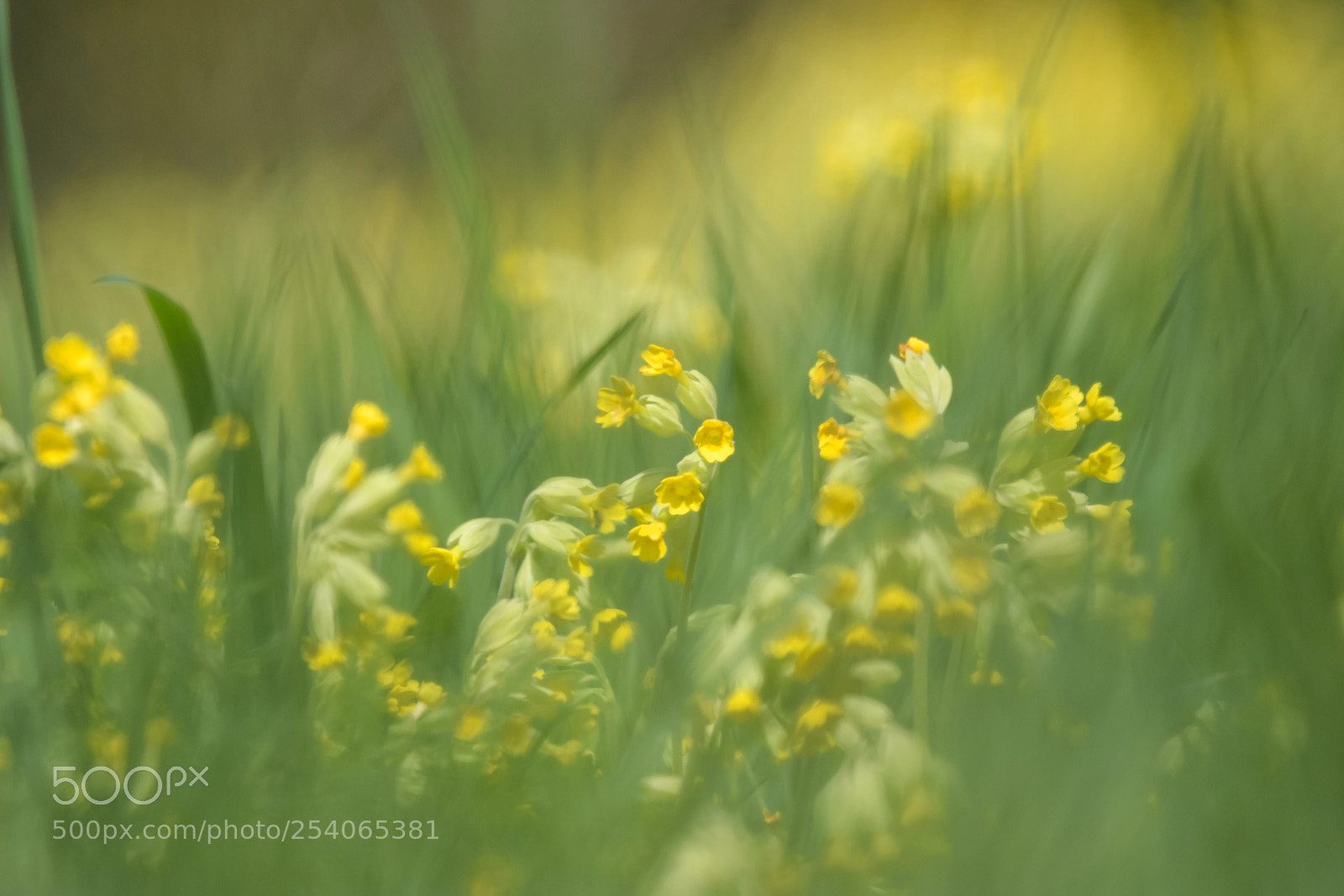 Nikon D7200 sample photo. 'cowslips (primula veris)' photography