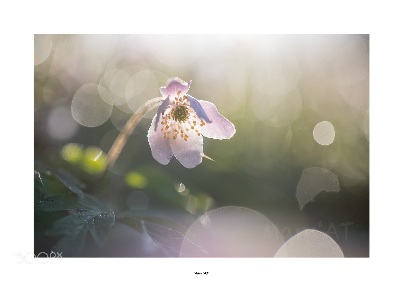 Canon EOS 6D Mark II sample photo. Sweet photography