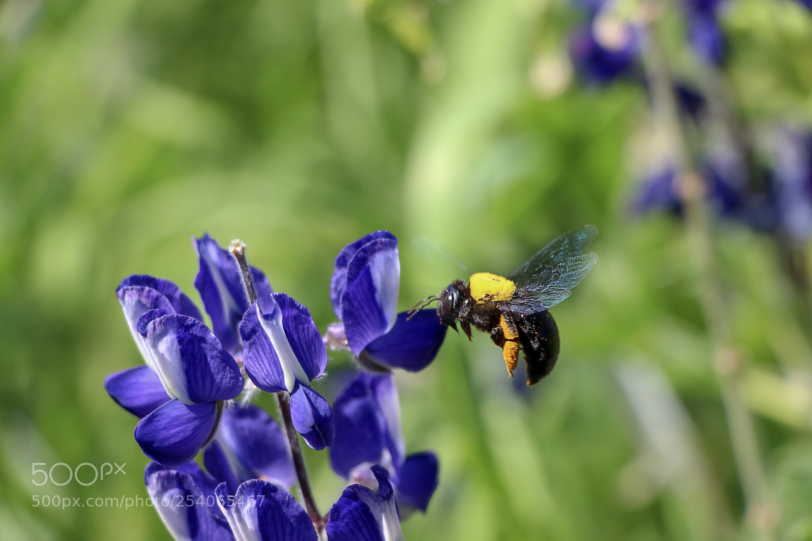 Canon EOS 700D (EOS Rebel T5i / EOS Kiss X7i) sample photo. Untitled photography