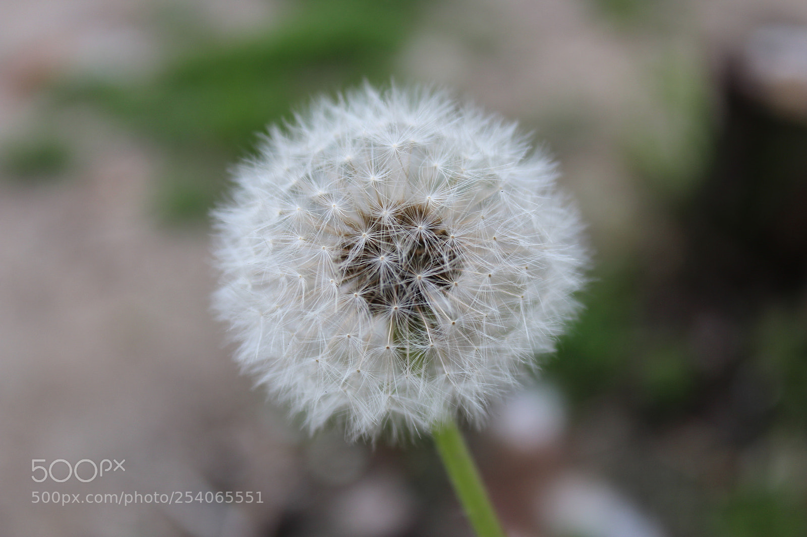 Canon EOS 1300D (EOS Rebel T6 / EOS Kiss X80) sample photo. Dandelion photography