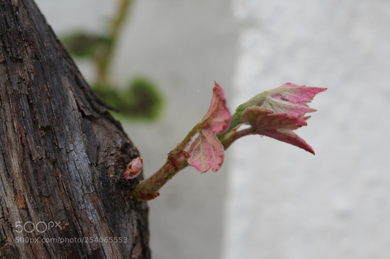 Canon EOS 1300D (EOS Rebel T6 / EOS Kiss X80) sample photo. Awakening photography