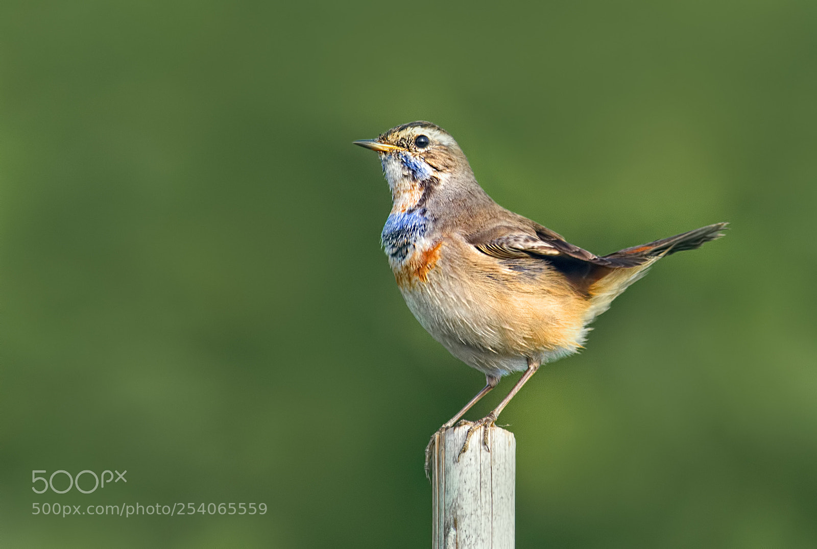 Canon EOS 7D sample photo. Blue throat.... photography