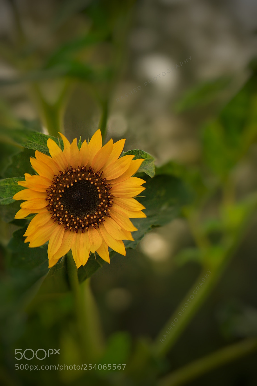 Canon EOS 7D Mark II sample photo. Untitled photography