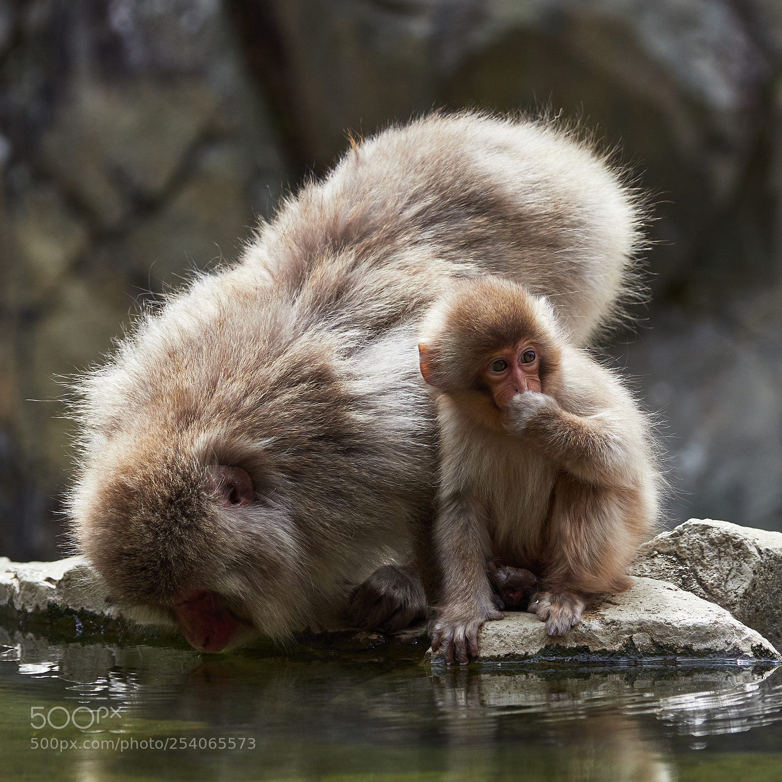 Olympus OM-D E-M1 Mark II sample photo. Snow monkey mom photography