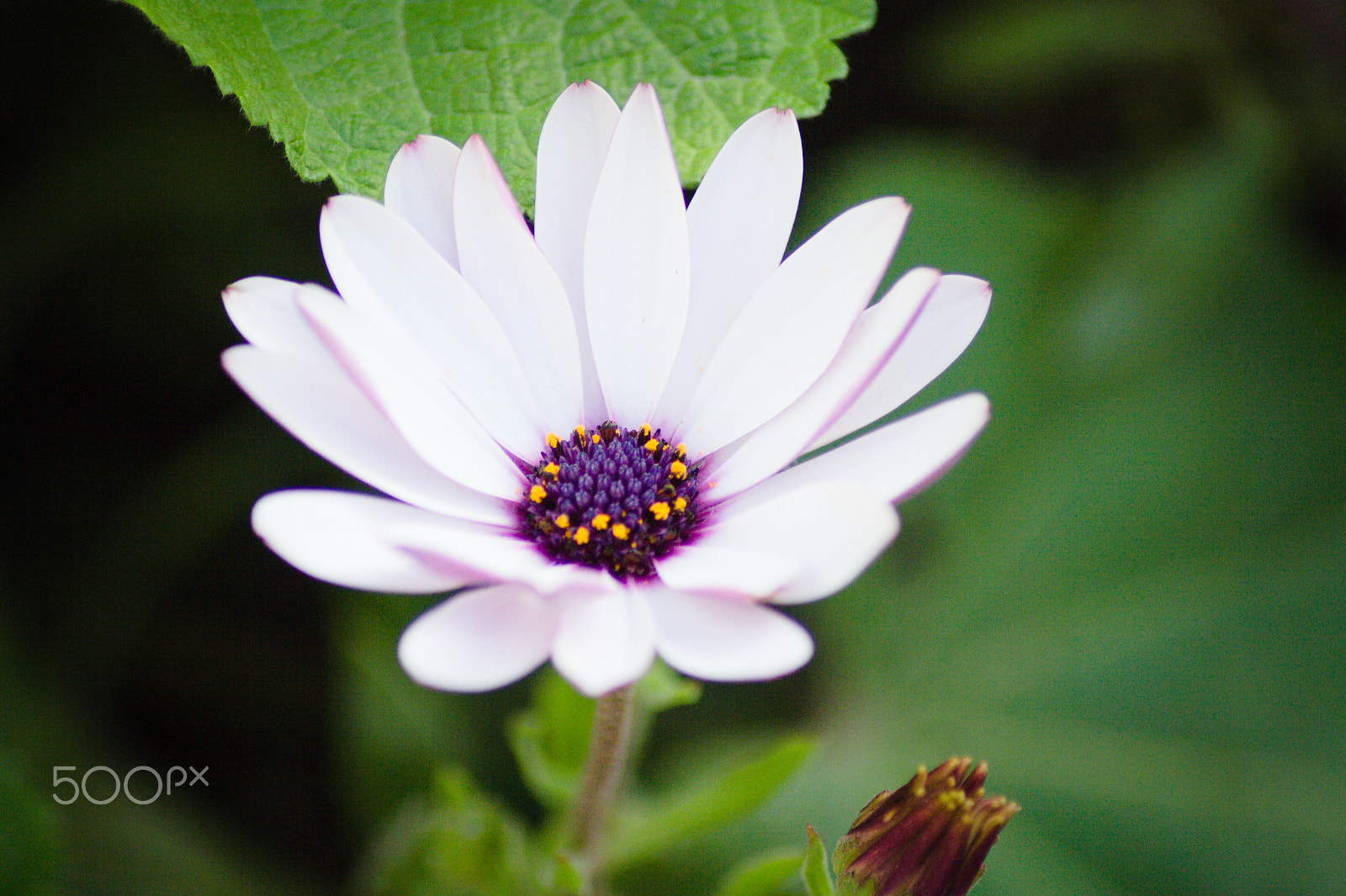 Canon EOS 1000D (EOS Digital Rebel XS / EOS Kiss F) sample photo. Img photography