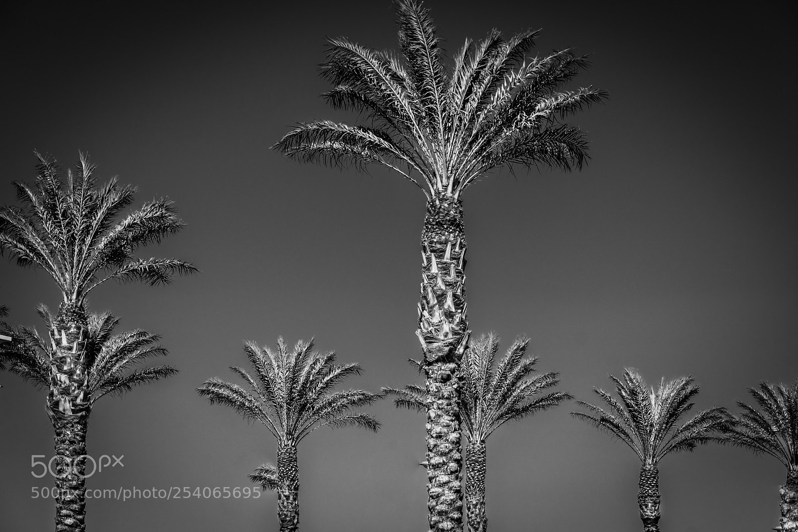 Sony a6500 sample photo. Palm springs photography