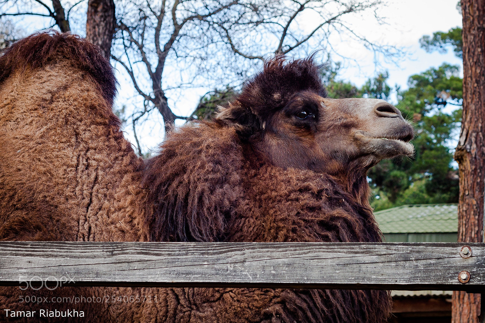 Canon EOS 500D (EOS Rebel T1i / EOS Kiss X3) sample photo. Camel photography