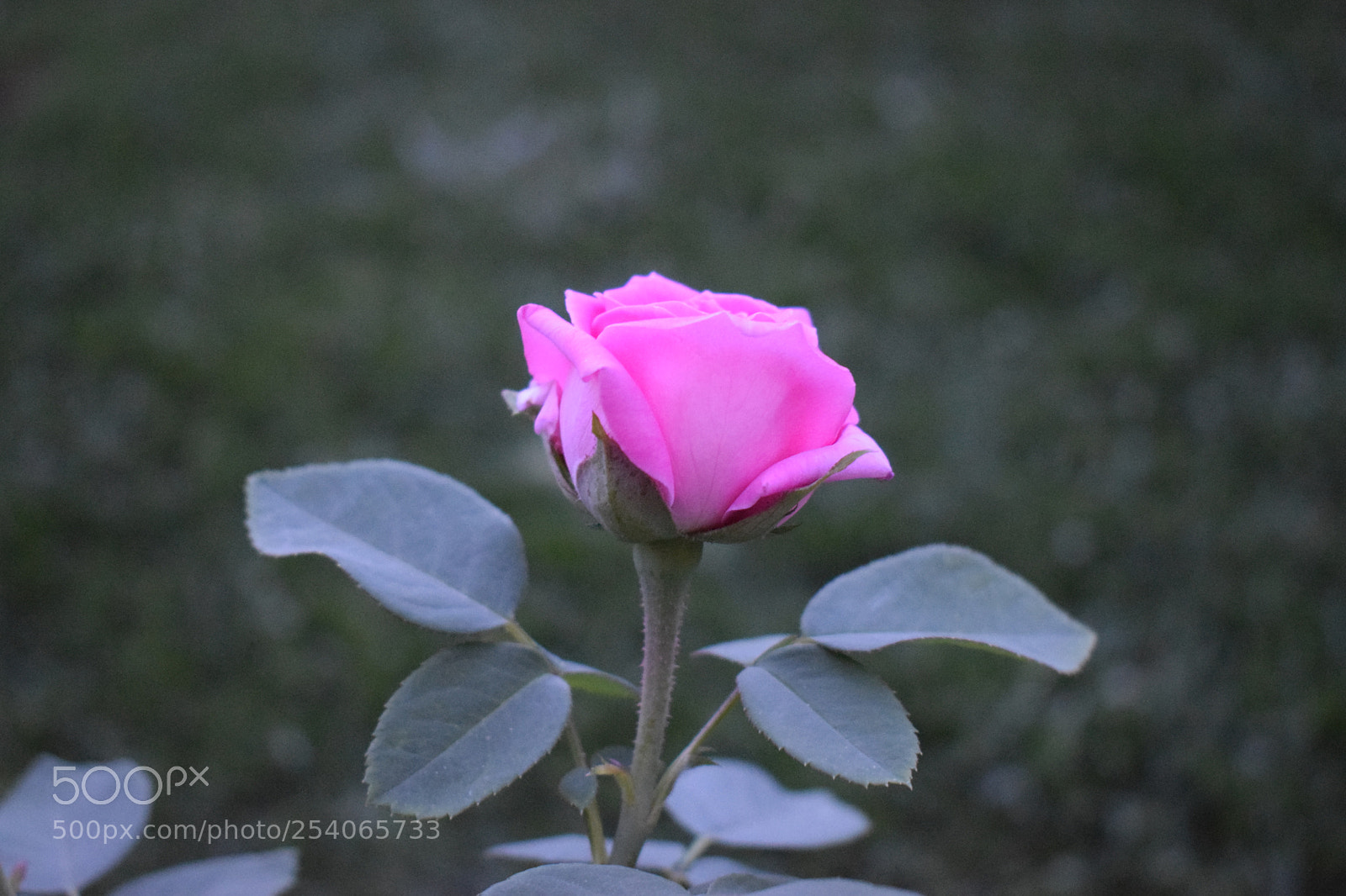 Nikon D3300 sample photo. Untitled photography