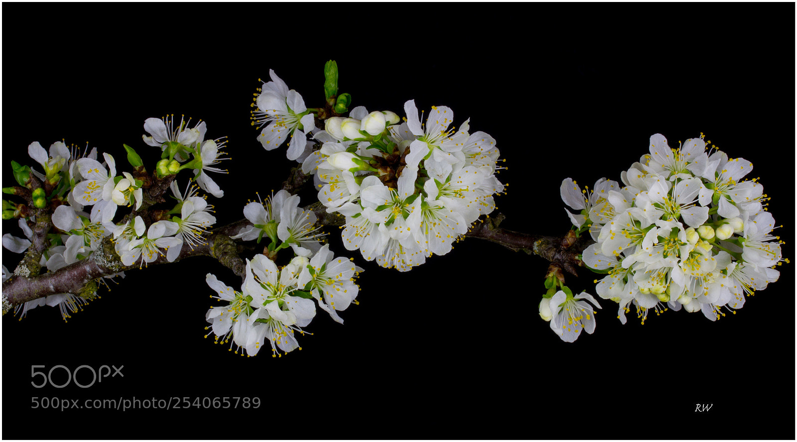 Canon EOS 7D sample photo. Spring plum blossom photography