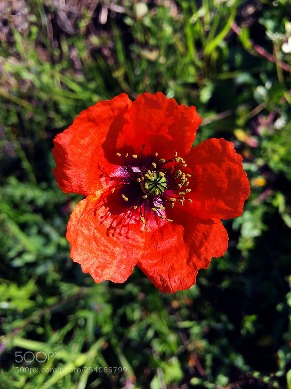 Apple iPhone 6s Plus sample photo. Flor photography