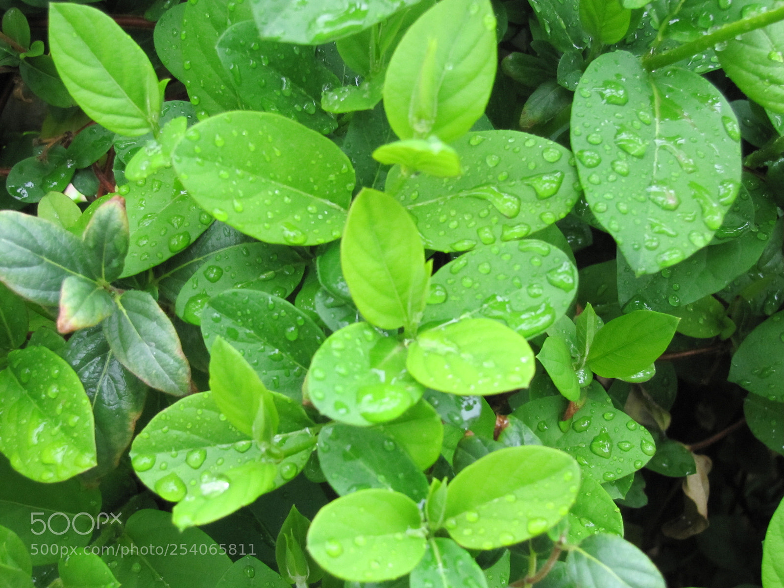Canon PowerShot SX20 IS sample photo. Leaf on rain photography