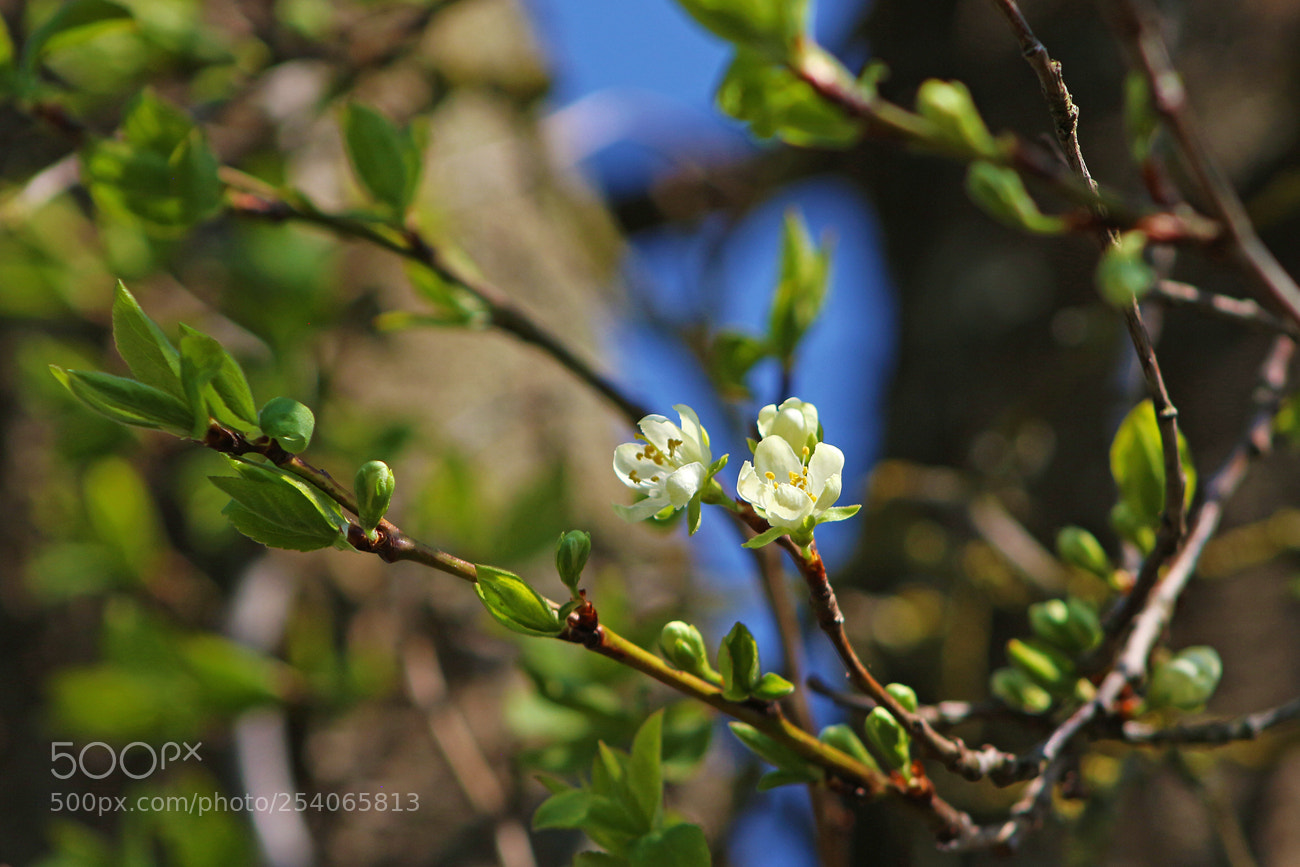 Canon EOS 100D (EOS Rebel SL1 / EOS Kiss X7) sample photo. First blossoms photography
