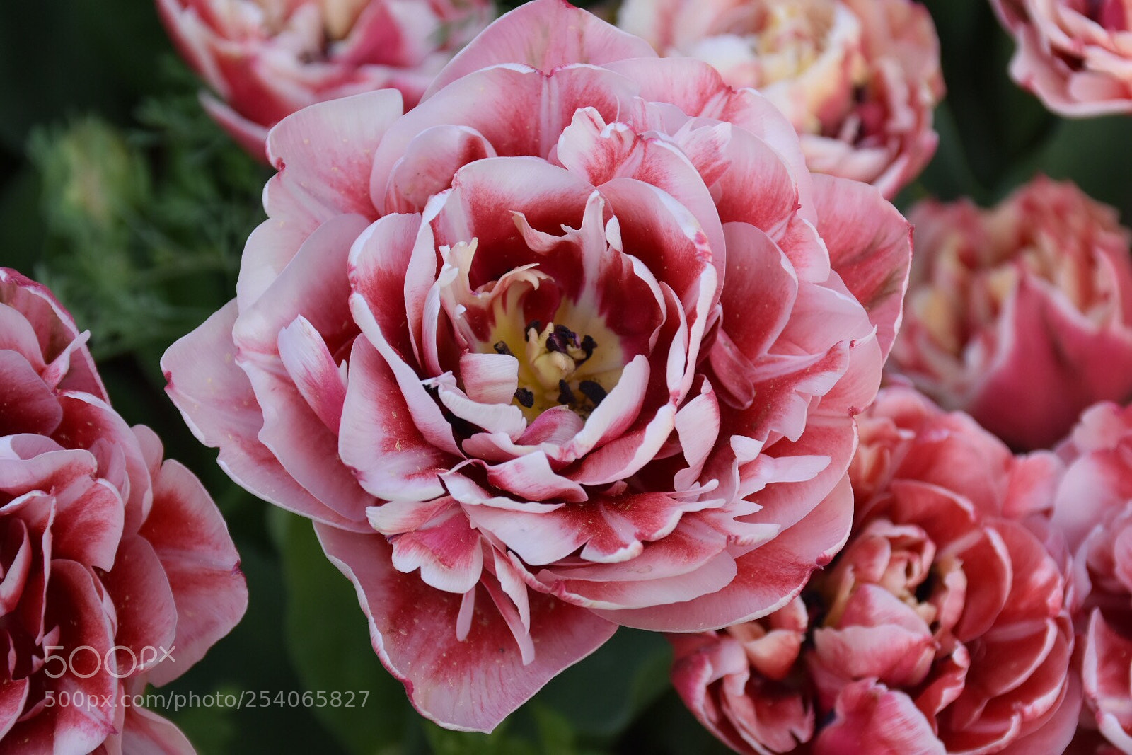 Nikon D7200 sample photo. Spring  photography