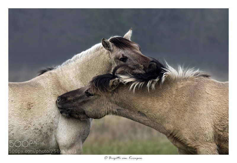 Canon EOS 60D sample photo. Give me a kiss photography