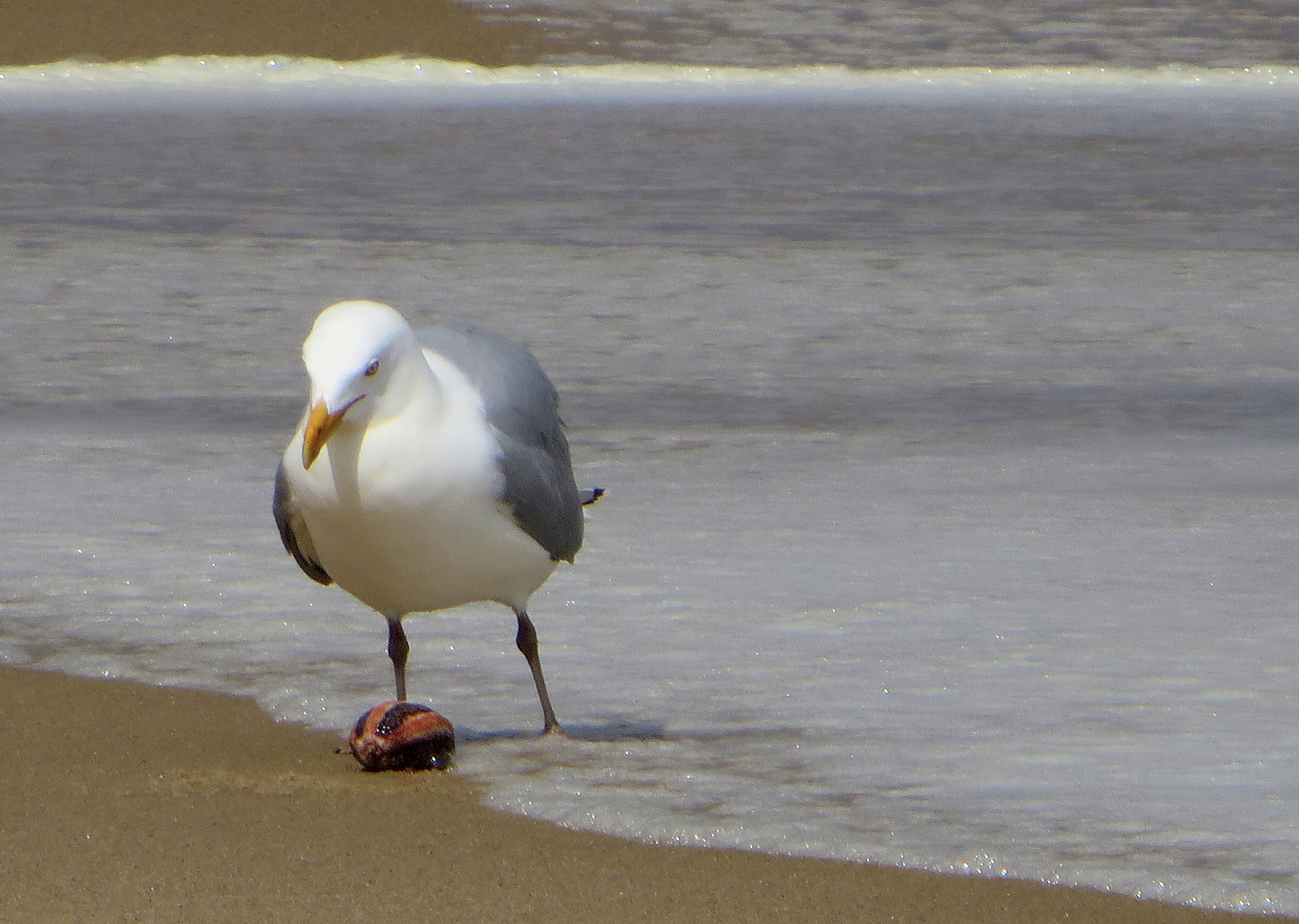 Canon PowerShot SX280 HS sample photo. Seagull photography