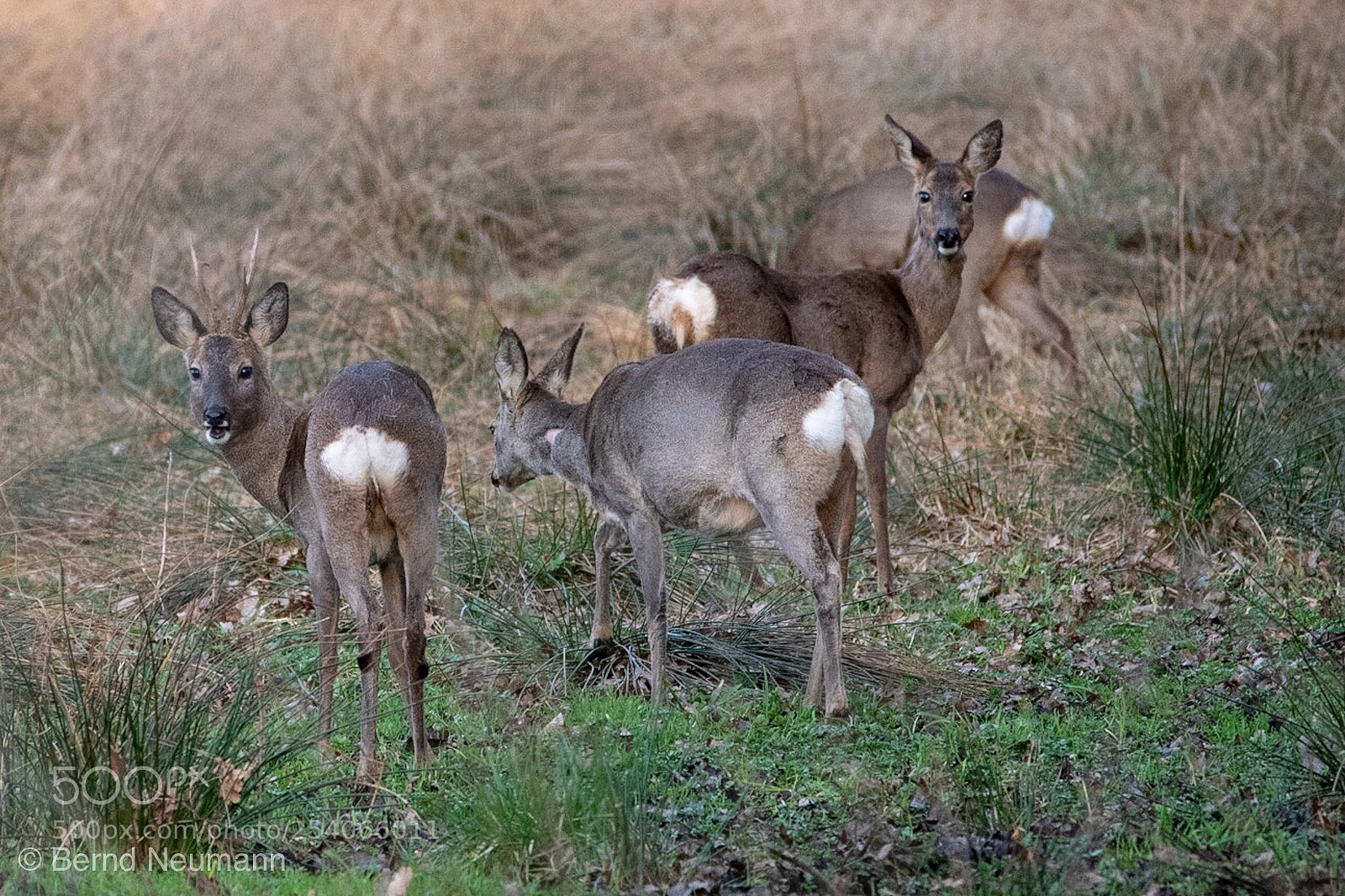 Nikon D7500 sample photo. Rehe in der d photography